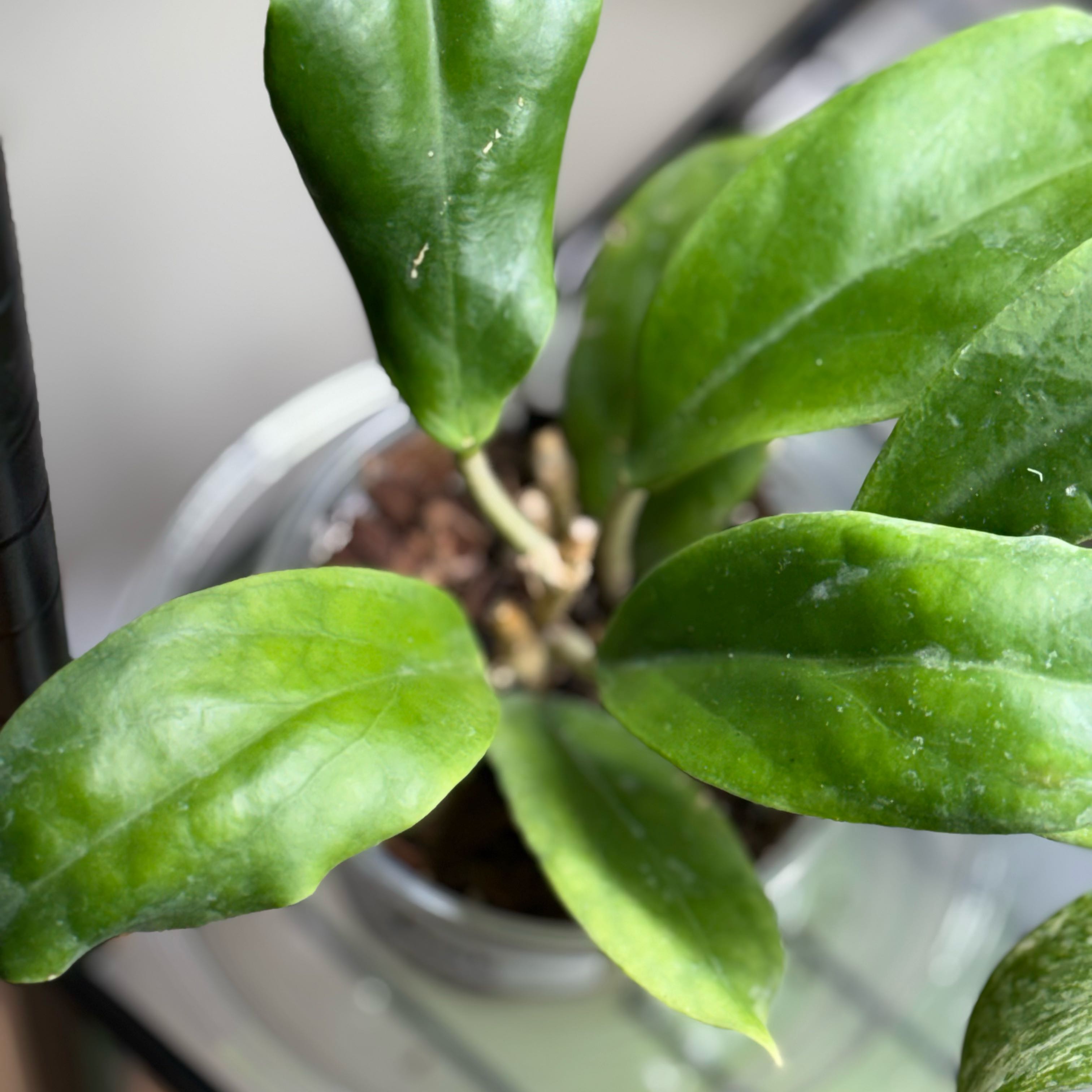 Photo of the plant species Hoya incrassata 'Albomarginata' by @Dawgfreak named H. incrassata on Greg, the plant care app