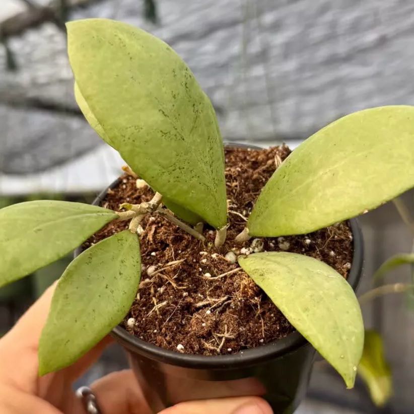Photo of the plant species Hoya by @Dawgfreak named H. erythrostemma Silver on Greg, the plant care app