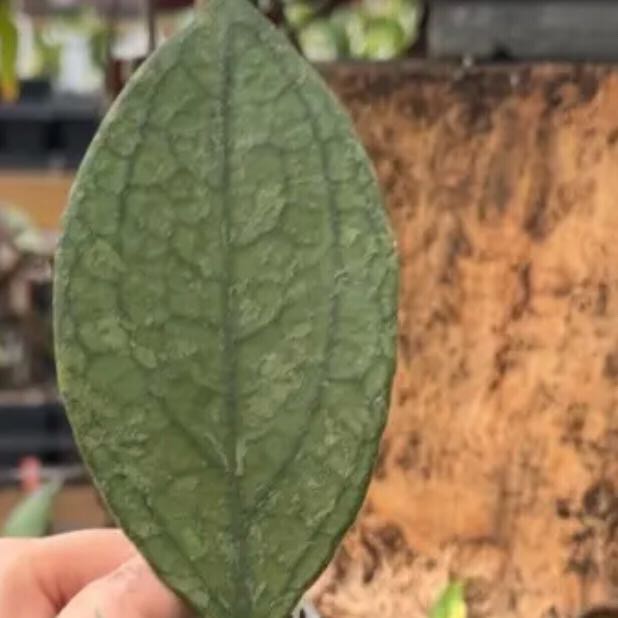 Photo of the plant species Hoya verticillata by @Dawgfreak named H. verticillata Jabar on Greg, the plant care app