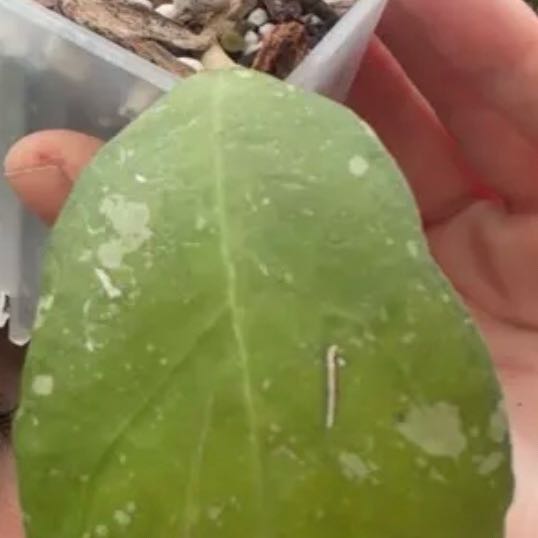 Photo of the plant species Hoya AH-074 by @Dawgfreak named H. ah bird of paradise on Greg, the plant care app