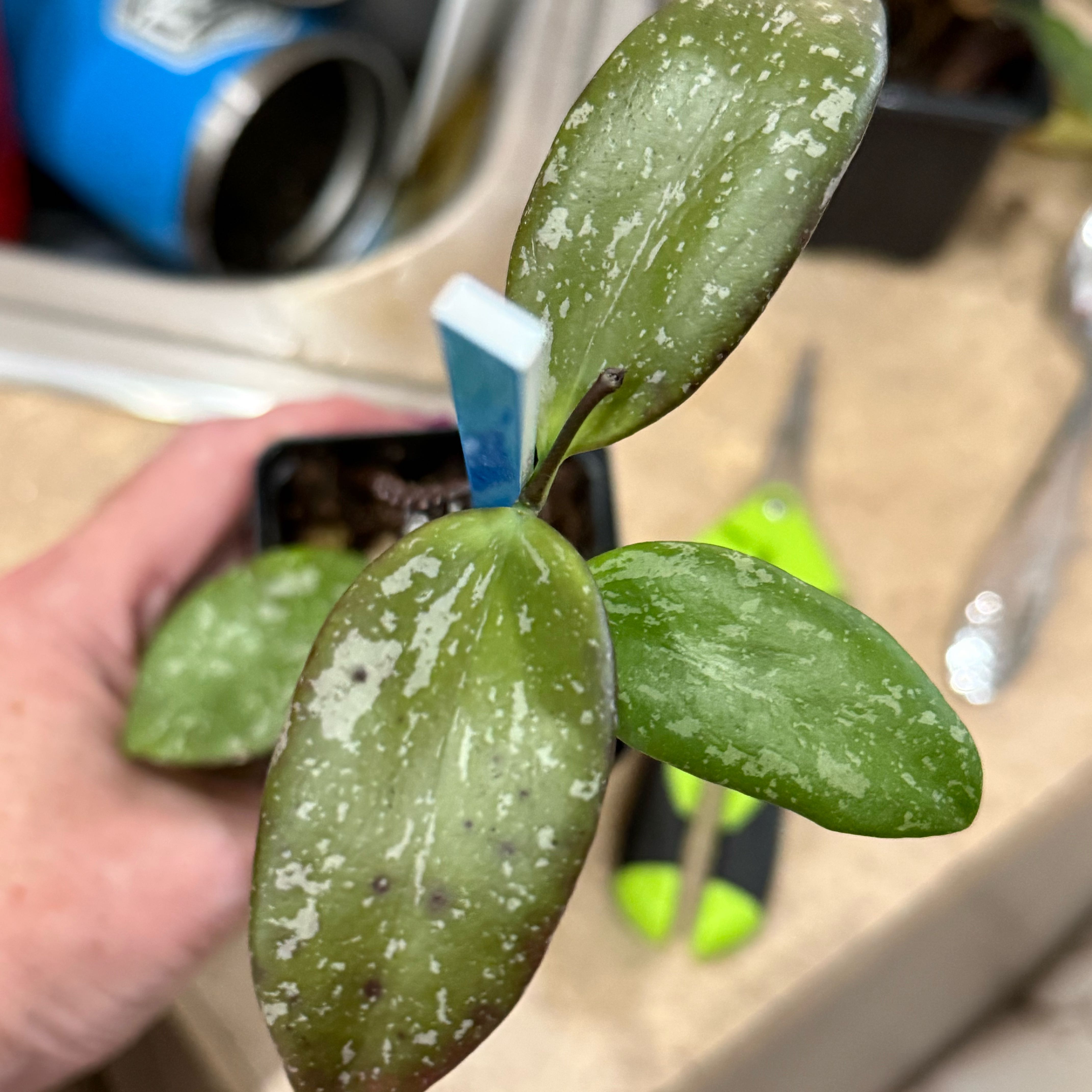 Photo of the plant species IR-26 by @Dawgfreak named H. YH-001 (collina x anulata) on Greg, the plant care app