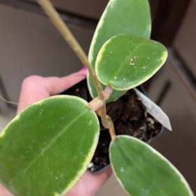 Photo of the plant species Albo Marginata Hoya Verticillata by @Dawgfreak named H. verticillata Albo on Greg, the plant care app