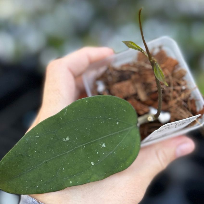Photo of the plant species Hoya Gangung Gading by @Dawgfreak named H. gunung pete on Greg, the plant care app