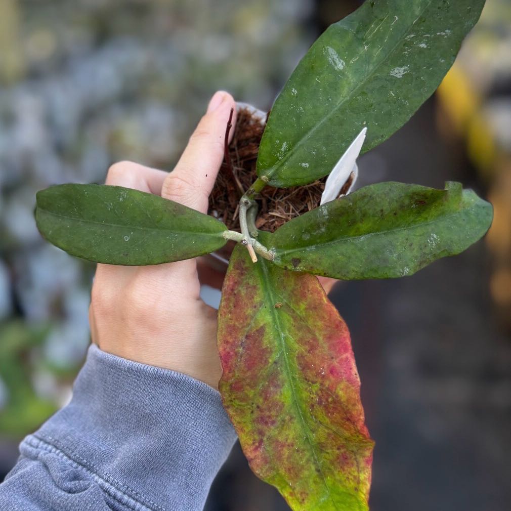 Photo of the plant species Hoya fauziana by @Dawgfreak named H. fauziana ssp. angulata on Greg, the plant care app