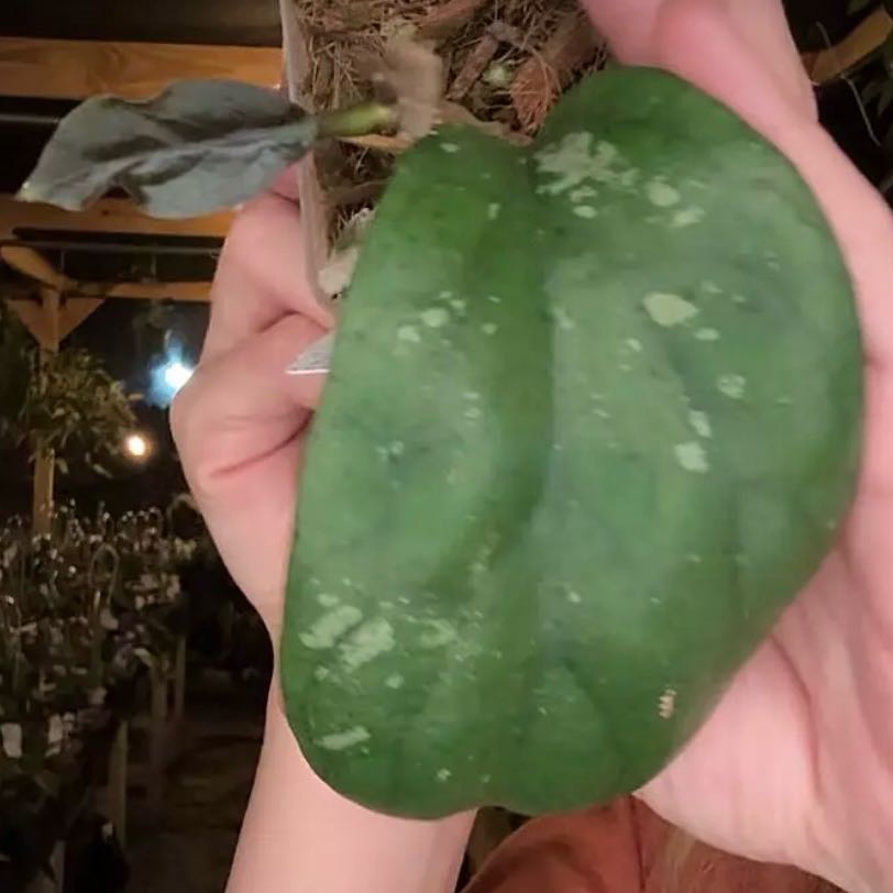 Photo of the plant species Hoya pruinosa by @Dawgfreak named H. priktai on Greg, the plant care app