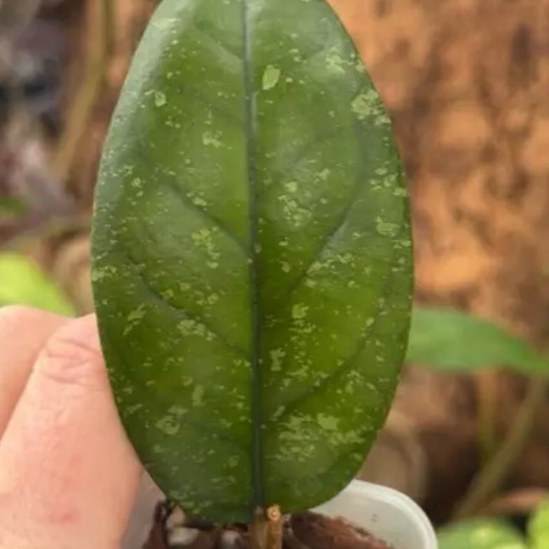 Photo of the plant species Hoya forbesii by @Dawgfreak named H. forbesii splash Tagalong on Greg, the plant care app