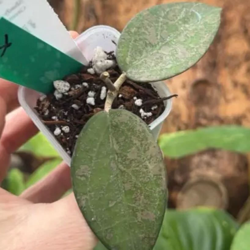 Photo of the plant species Hoya verticillata by @Dawgfreak named H. verticillata Nganjuk pink splash on Greg, the plant care app