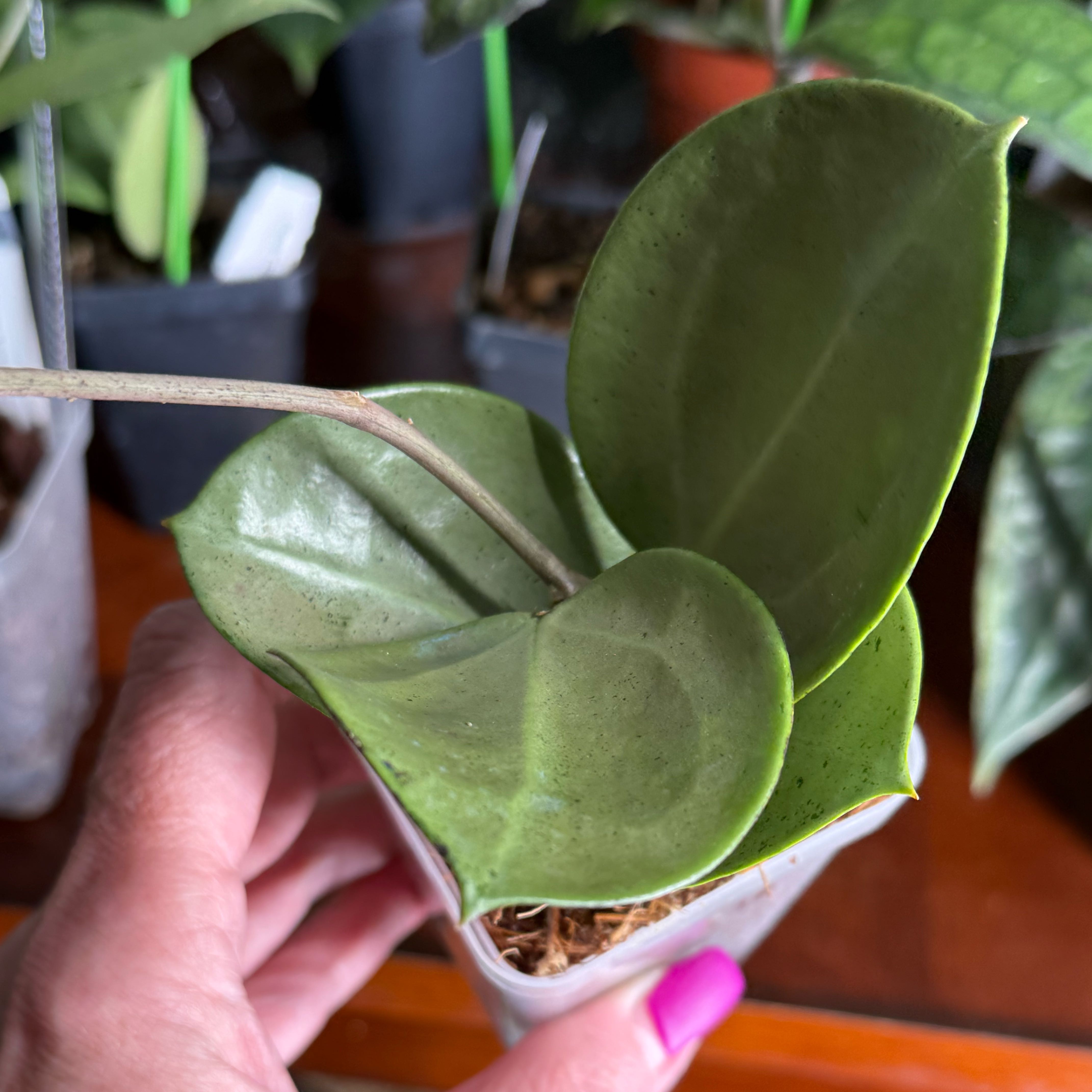 Photo of the plant species Hoya verticillata 'Silver Heart' by @Dawgfreak named H. verticillata Silver Heart on Greg, the plant care app