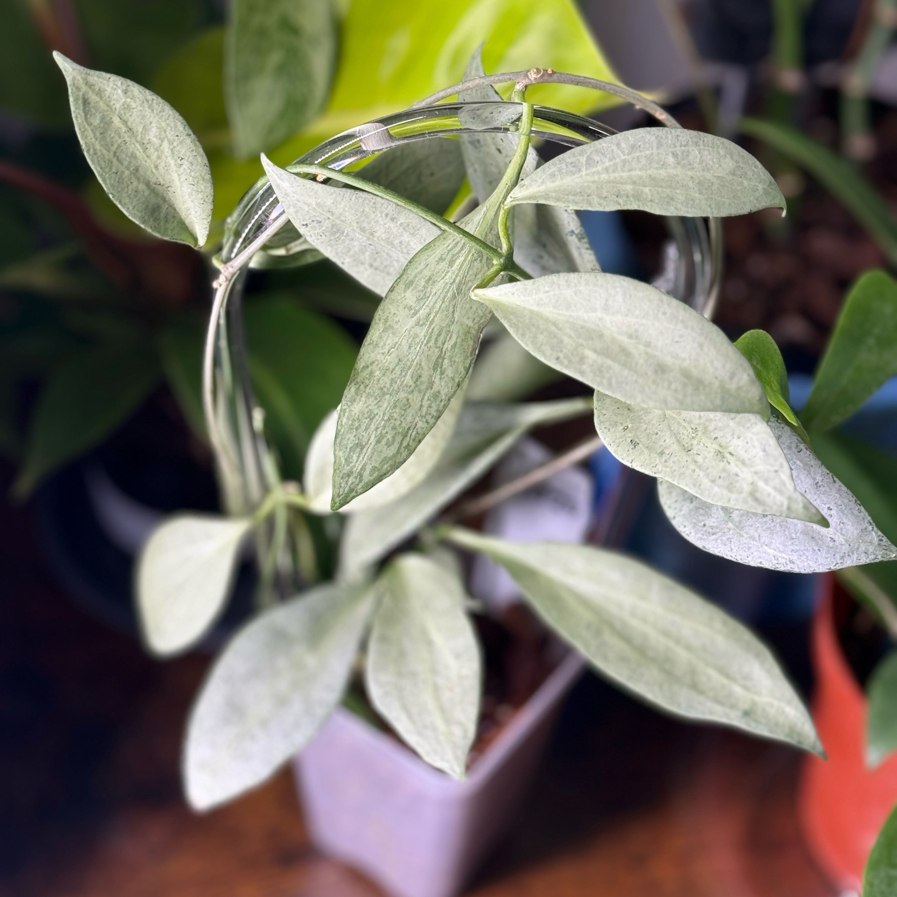 Photo of the plant species New Guinea Ghost Hoya by @Dawgfreak named H. nicholsoniae new guinea ghost on Greg, the plant care app