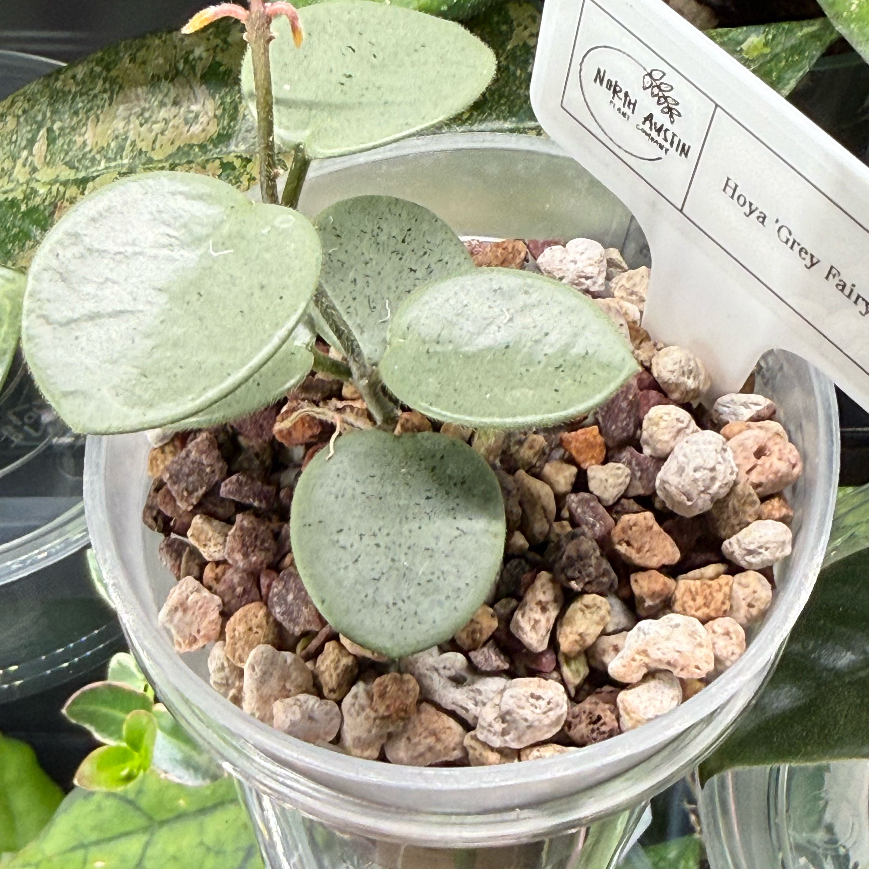 Photo of the plant species Hoya 'Grey Fairy' by @Dawgfreak named H. mathilde grey fairy on Greg, the plant care app