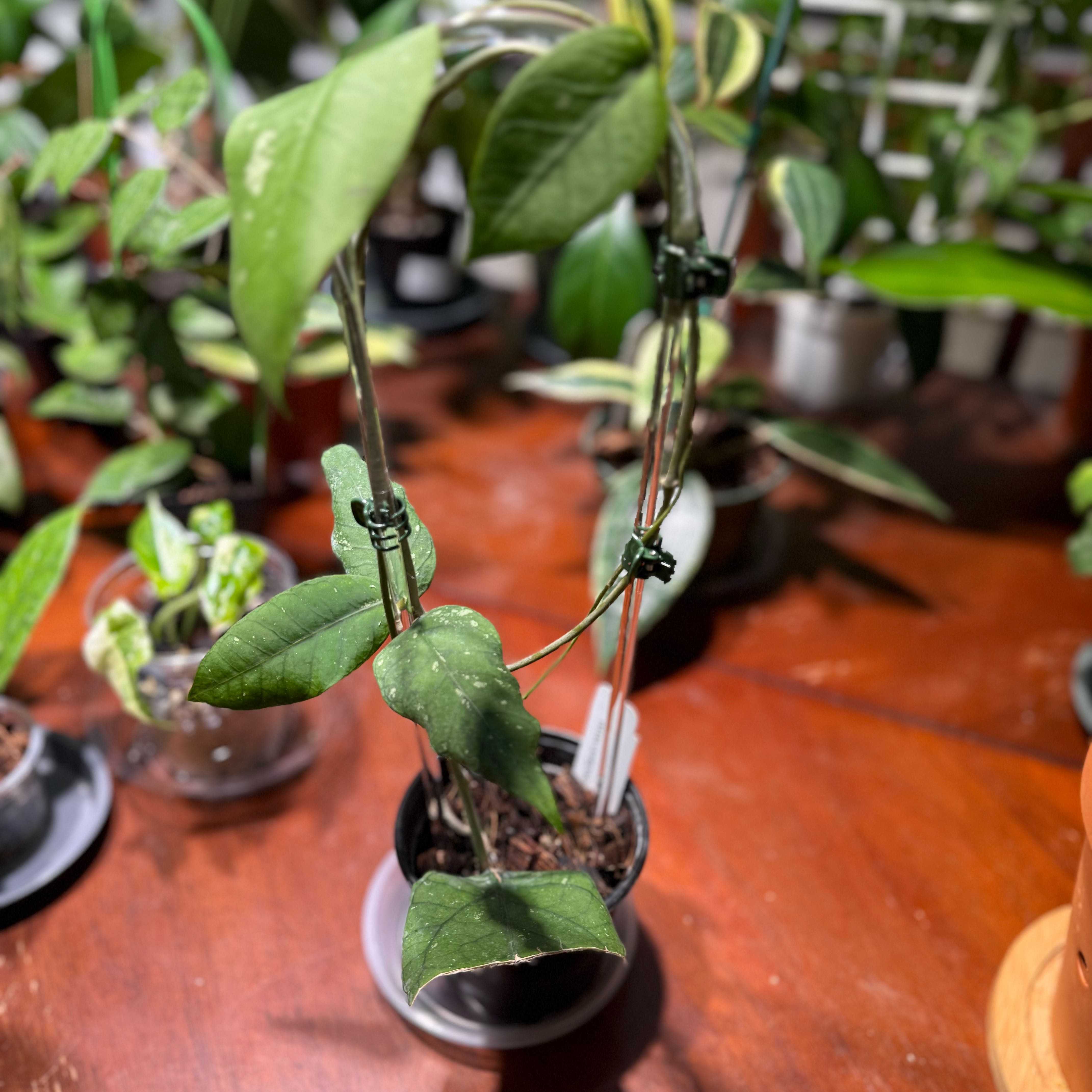 Photo of the plant species Hoya Tanggamus by @Dawgfreak named H. tanggamus on Greg, the plant care app