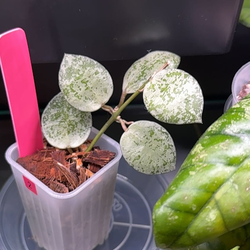 Photo of the plant species Hoya lacunosa 'Silver Mint Coin’ by @Dawgfreak named H. lacunosa Lime Coin on Greg, the plant care app