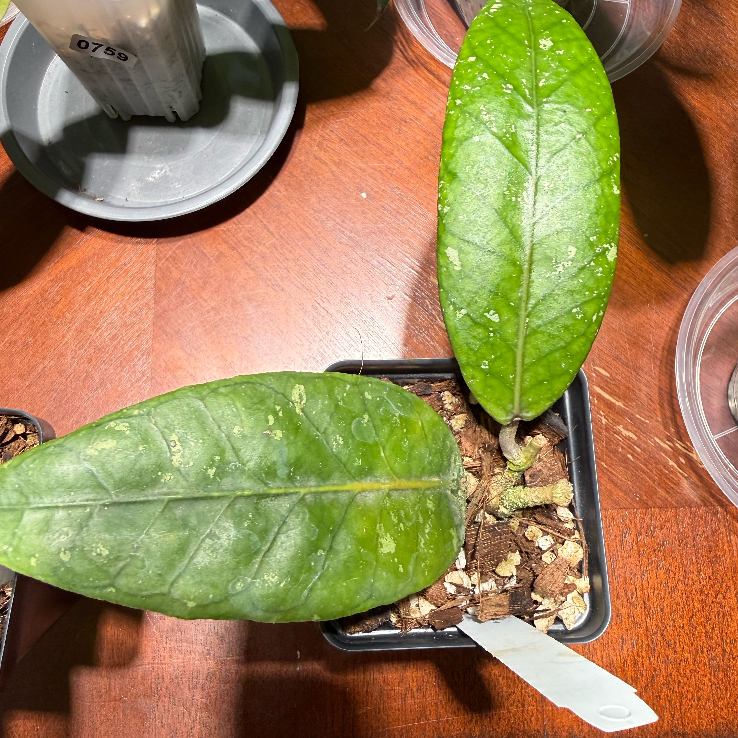 Photo of the plant species Hoya sp. 'Aceh' (NAPC002) by @Dawgfreak named H. aceh Debun Gelang Rutut002 on Greg, the plant care app