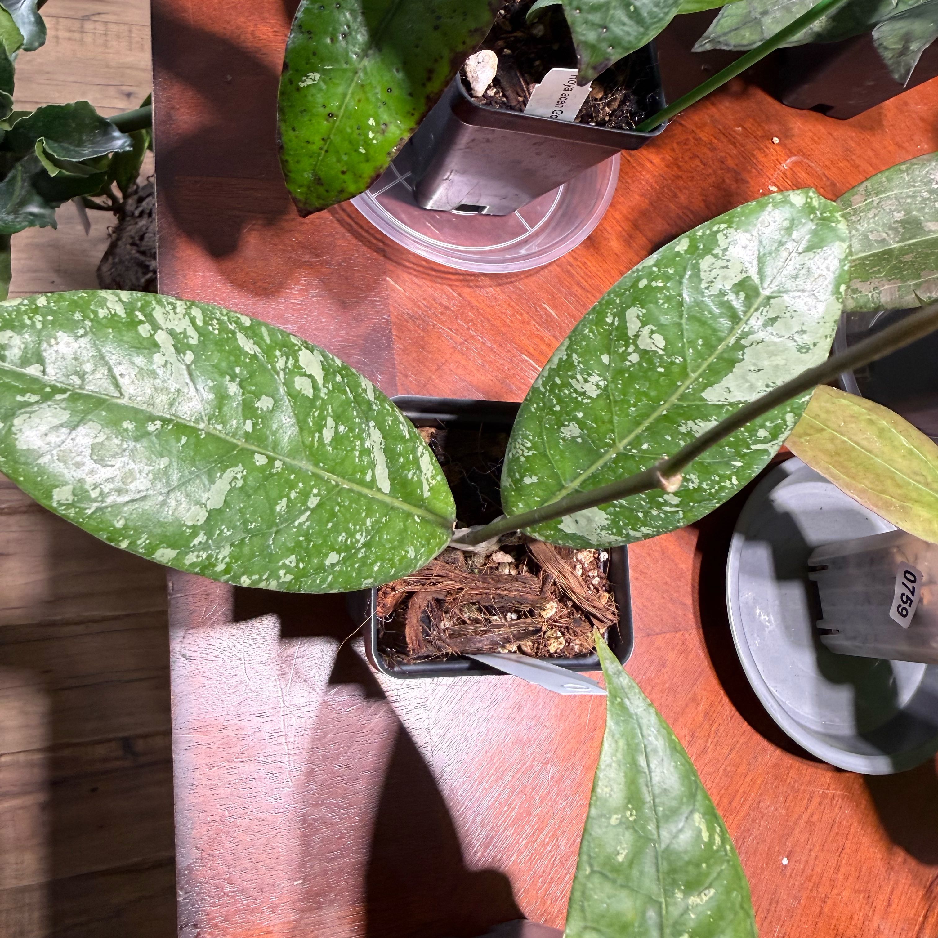 Photo of the plant species Hoya sp. 'Aceh' (NAPC002) by @Dawgfreak named H. aceh Gunung Kapi on Greg, the plant care app