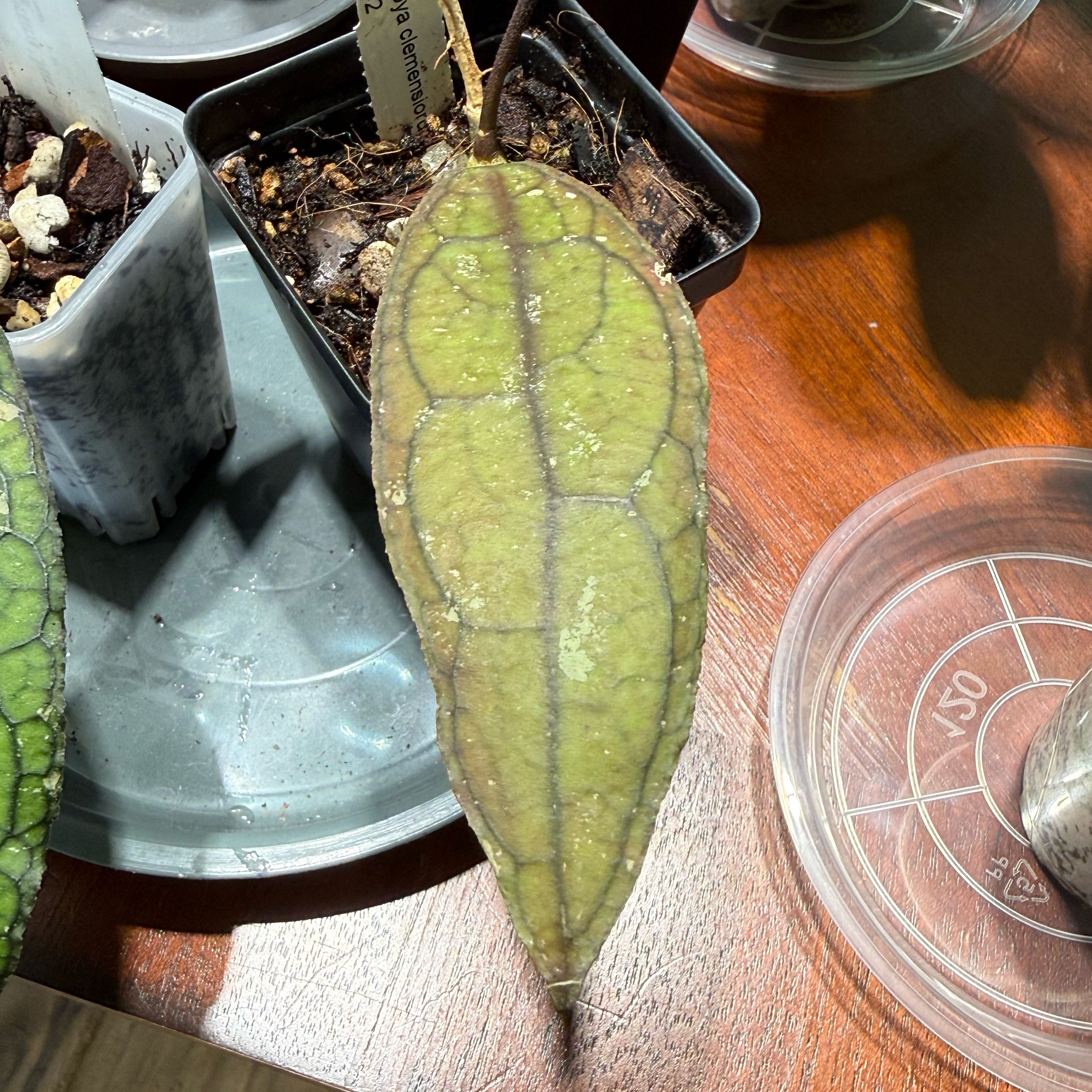 Photo of the plant species Hoya clemensiorum by @Dawgfreak named H. clemensiorum #2 on Greg, the plant care app