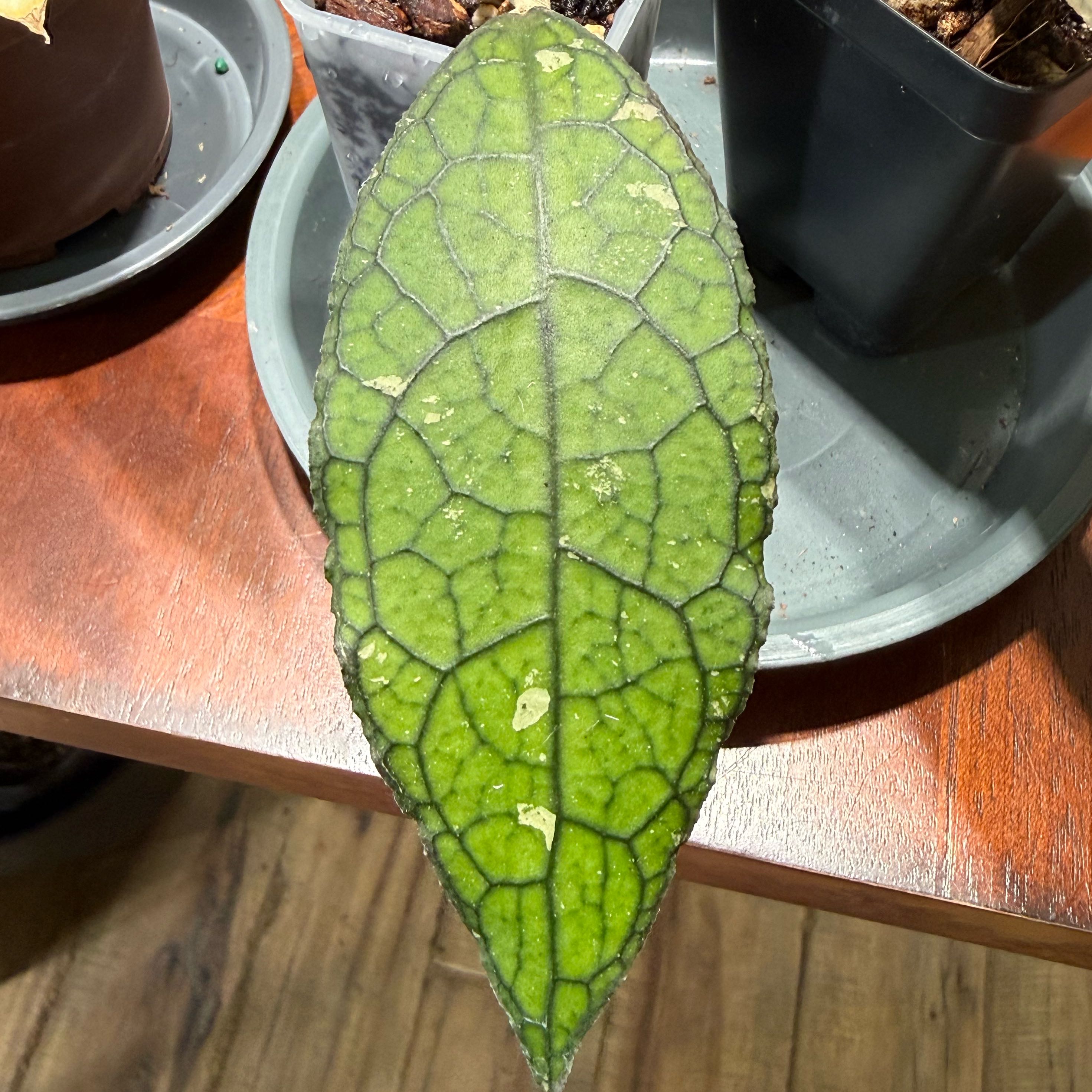 Photo of the plant species Hoya clemensiorum by @Dawgfreak named H. clemensiorum Jurrasica on Greg, the plant care app