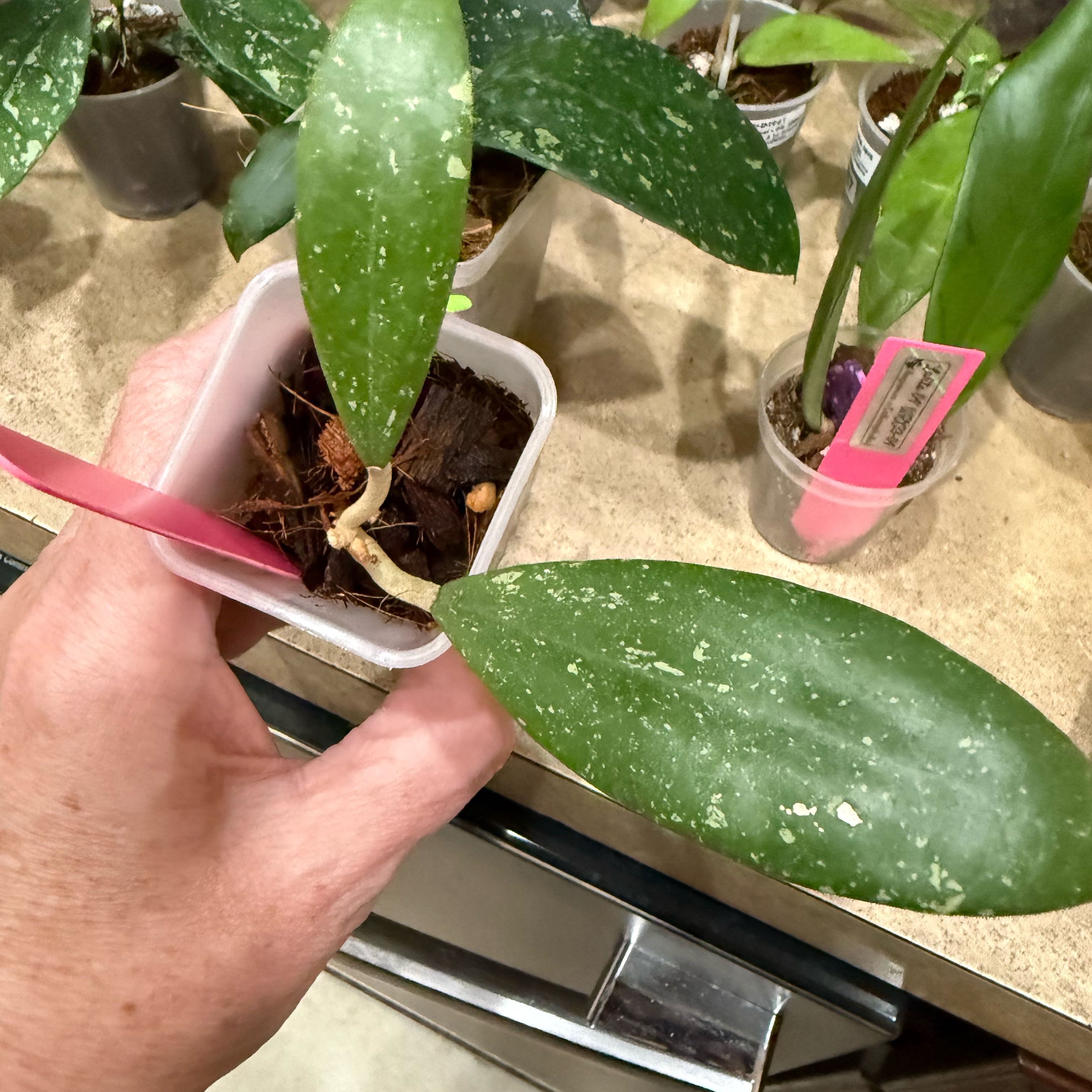 Photo of the plant species Hoya Ko Chang Island by @Dawgfreak named H. ko taruto island on Greg, the plant care app
