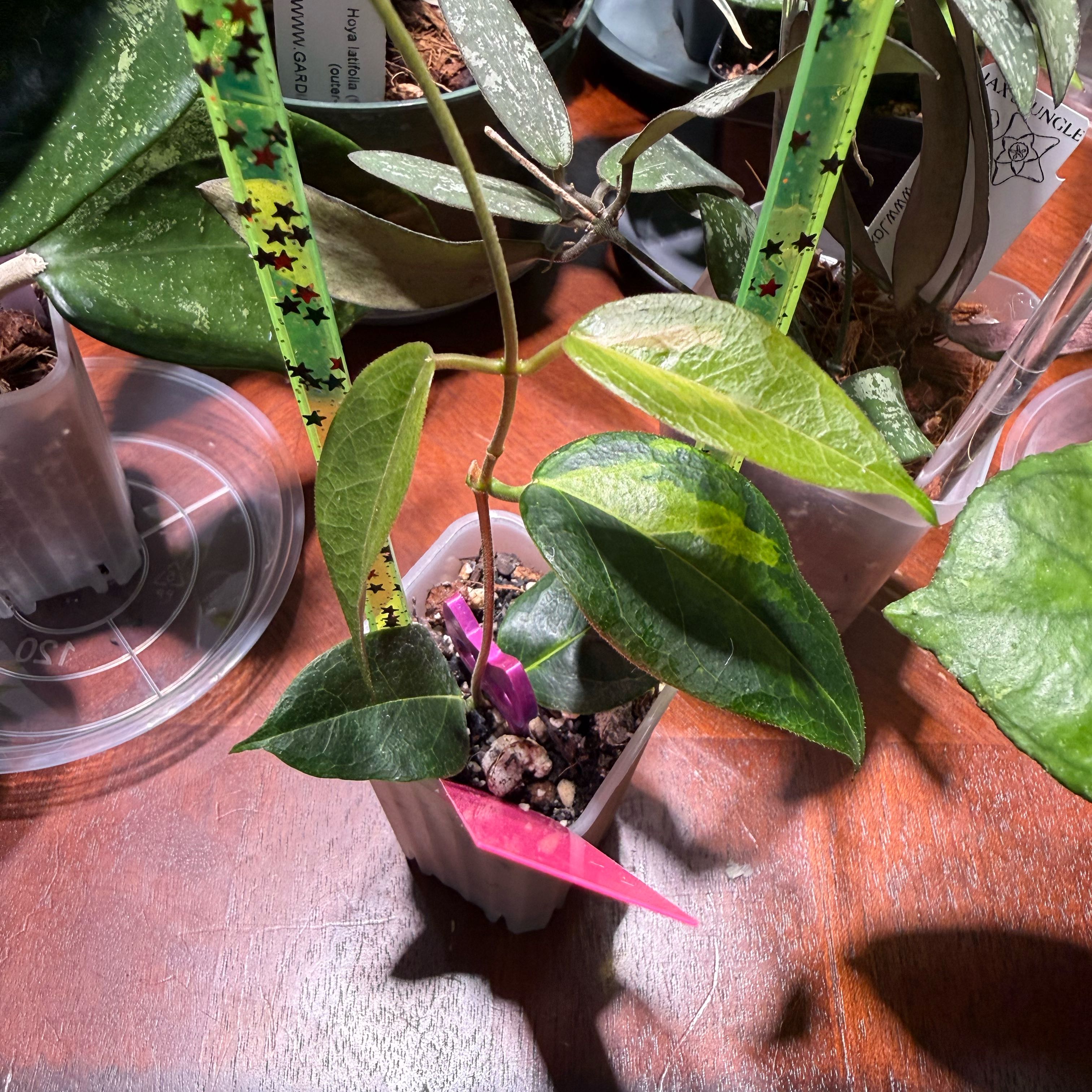 Photo of the plant species Hoya dennisii by @Dawgfreak named H. dennisii Frida on Greg, the plant care app