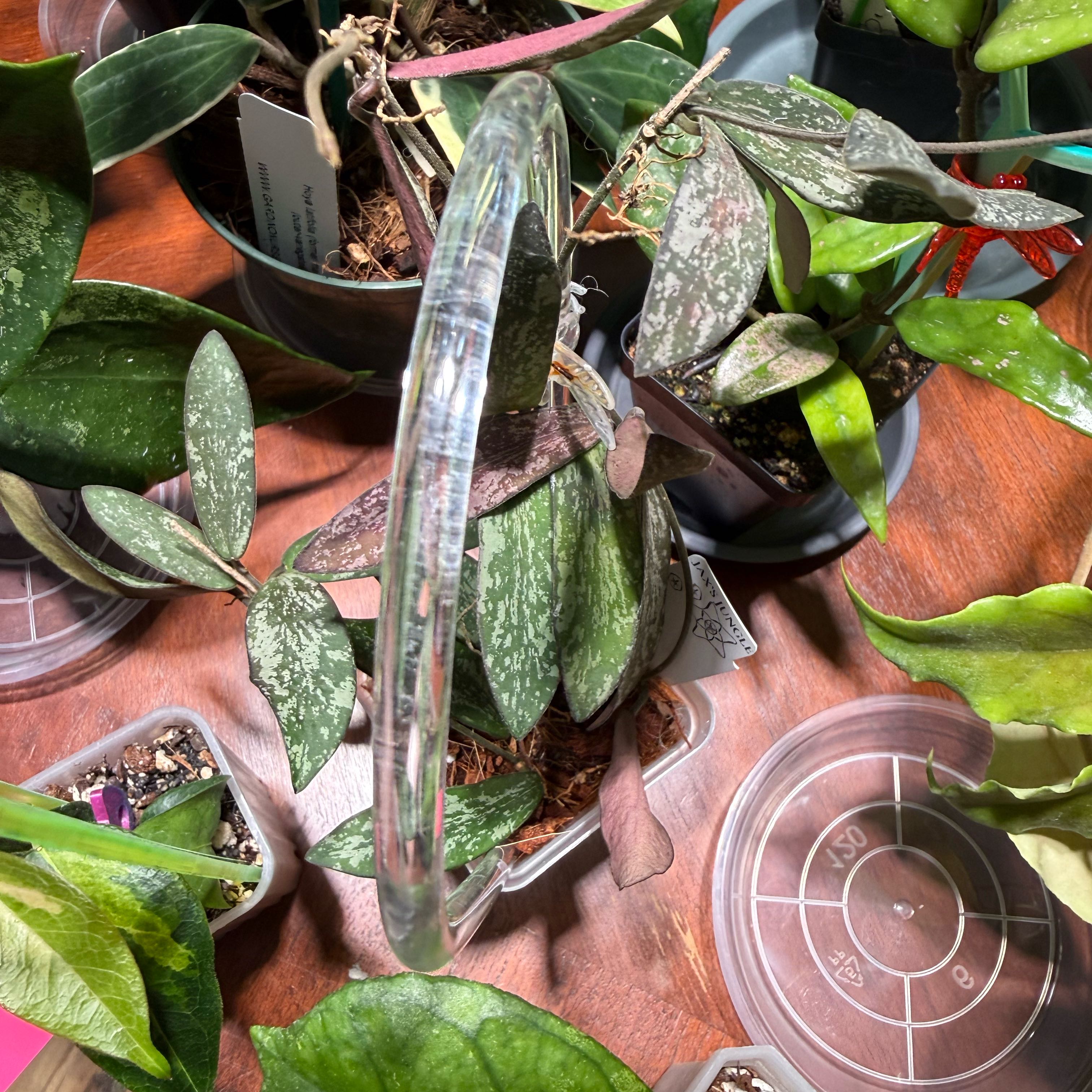 Photo of the plant species hoya sigillatis by @Dawgfreak named H. sigillatis on Greg, the plant care app