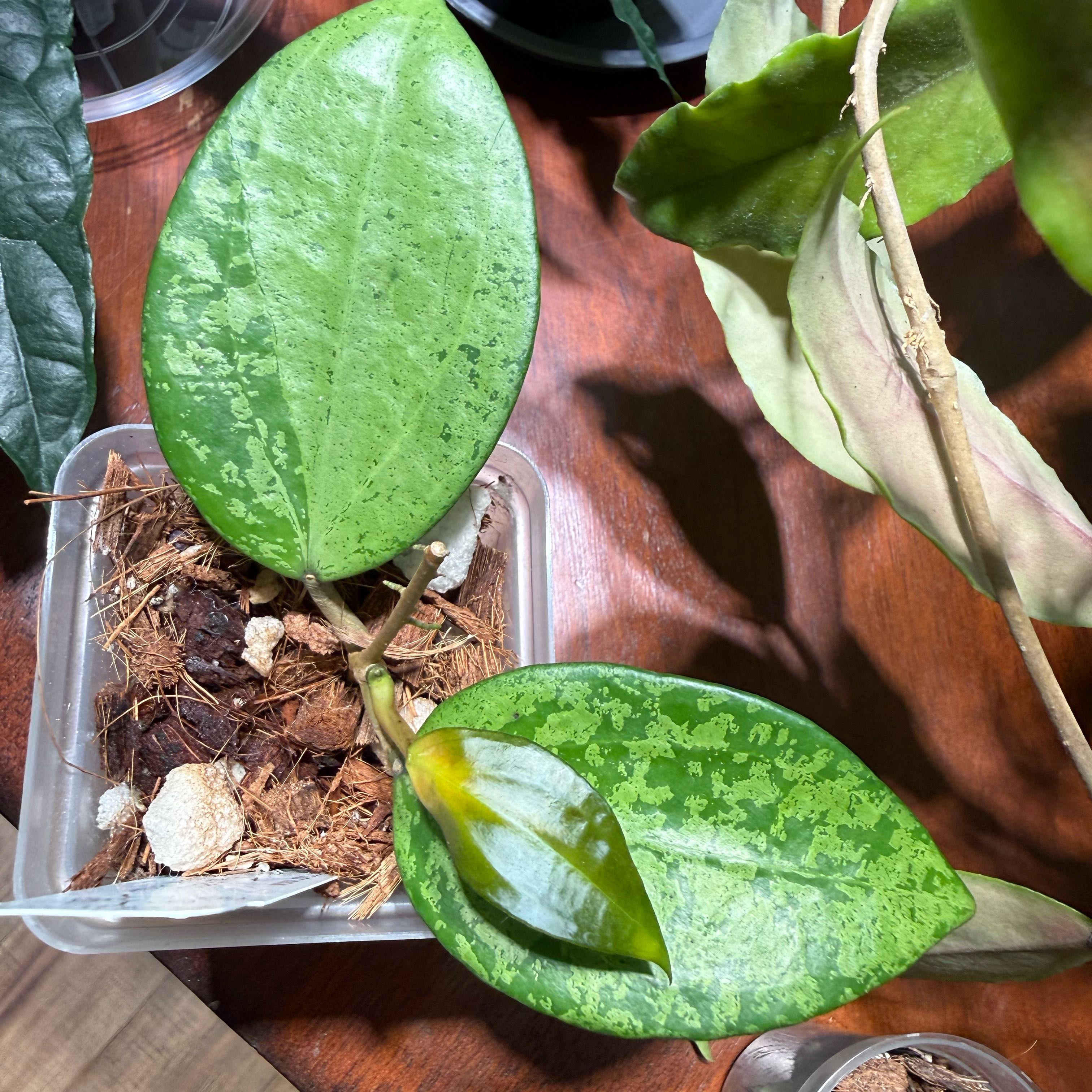 Photo of the plant species Hoya minima by @Dawgfreak named H. minh chau on Greg, the plant care app
