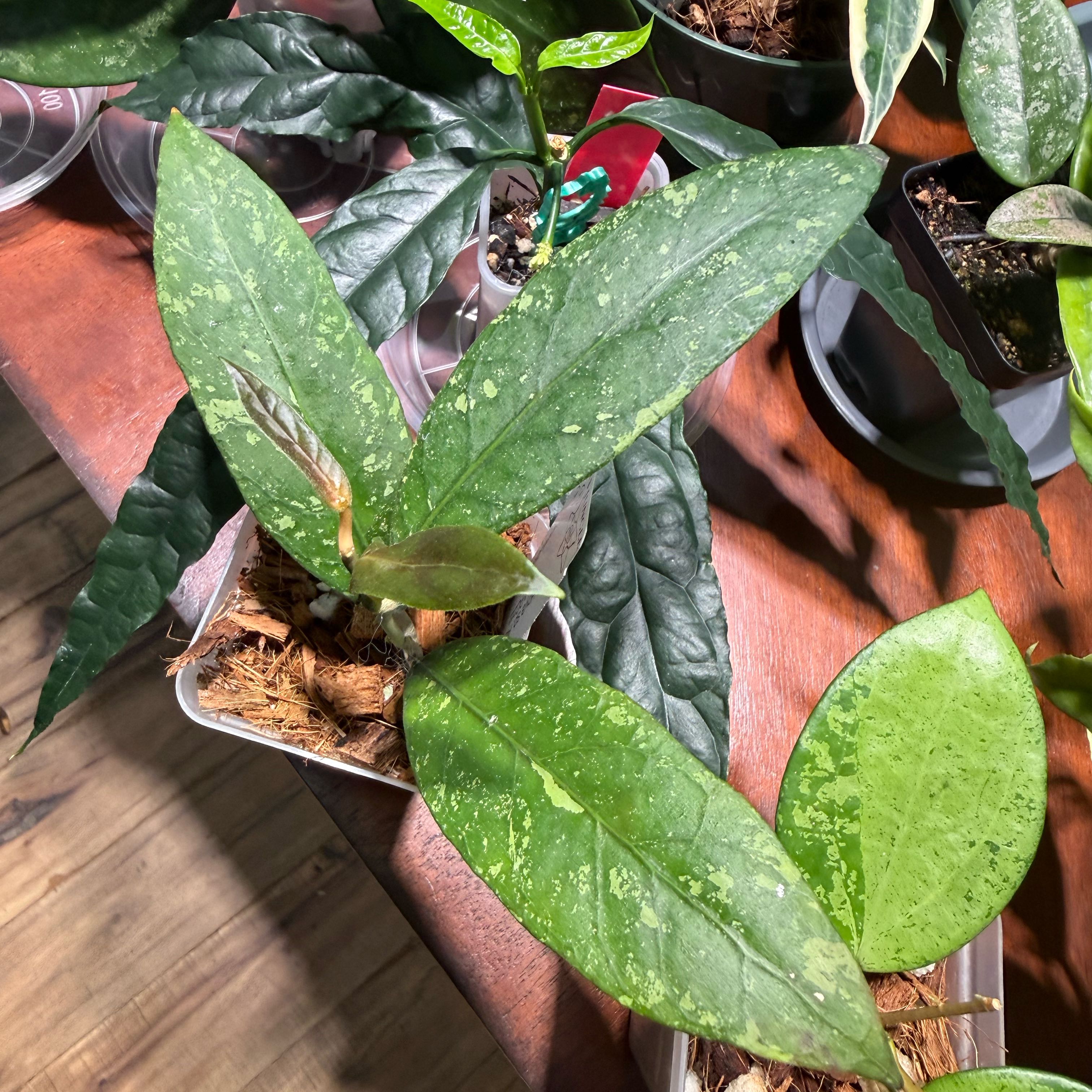 Photo of the plant species Hoya sp. 'Aceh' (NAPC002) by @Dawgfreak named H. aceh NAPC011 on Greg, the plant care app