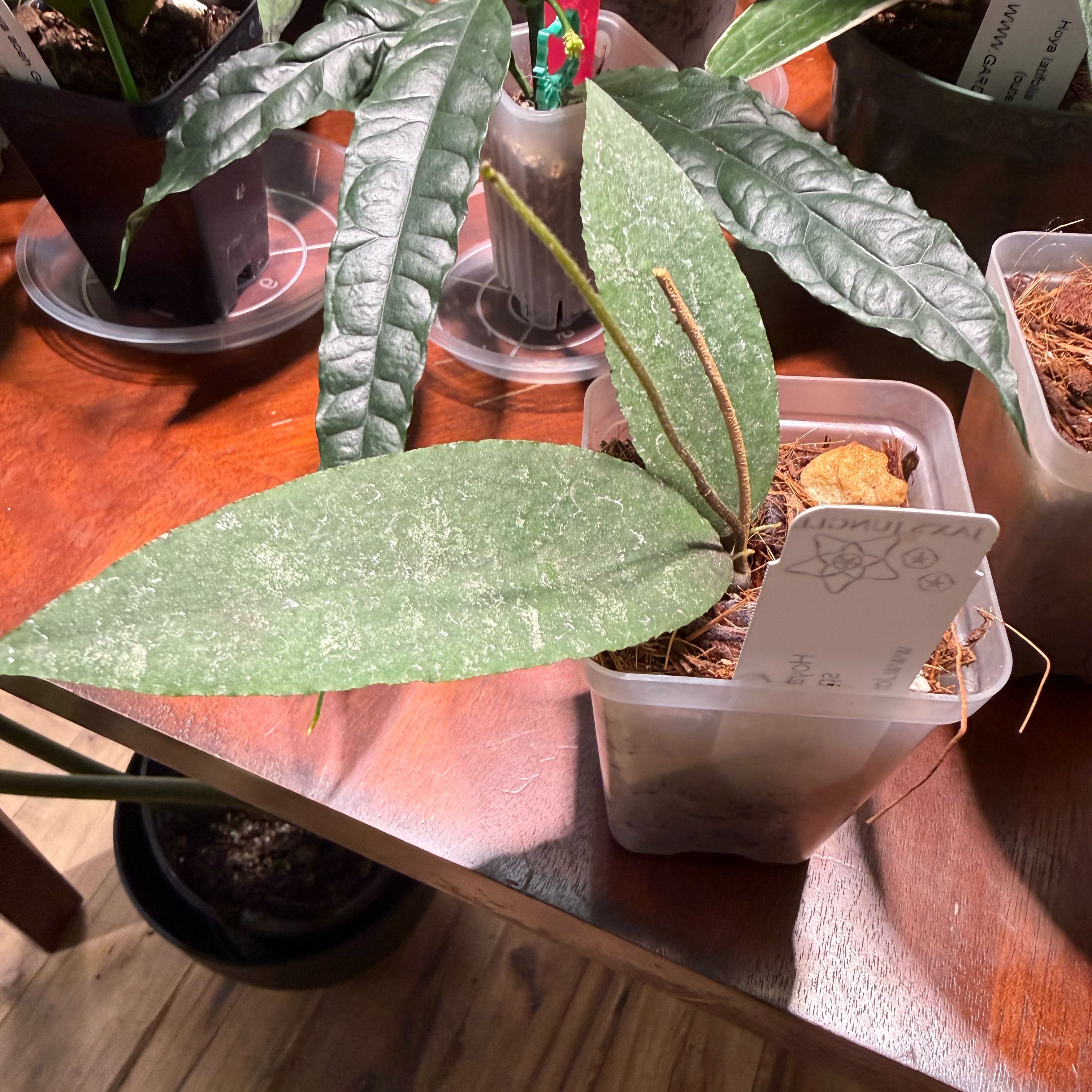 Photo of the plant species Waxplant by @Dawgfreak named H. aceh Caudata on Greg, the plant care app