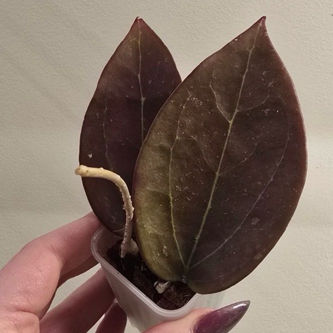 Photo of the plant species Hoya parasitica 'Black Margin' by @Dawgfreak named H. ah black magic on Greg, the plant care app