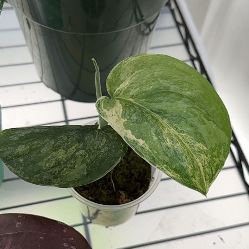 Photo of the plant species Silver Splash Pothos by @Dawgfreak named Scindapsus Dark Dragon on Greg, the plant care app