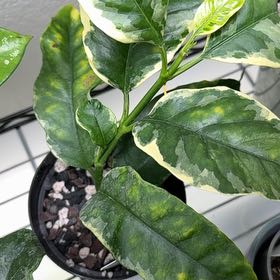 Photo of the plant species Albo Marginata Hoya Multiflora by @Dawgfreak named H. multiflora albo marginata on Greg, the plant care app