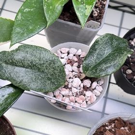 Photo of the plant species Hoya incrassata 'Albomarginata' by @Dawgfreak named H. incrassata silver on Greg, the plant care app