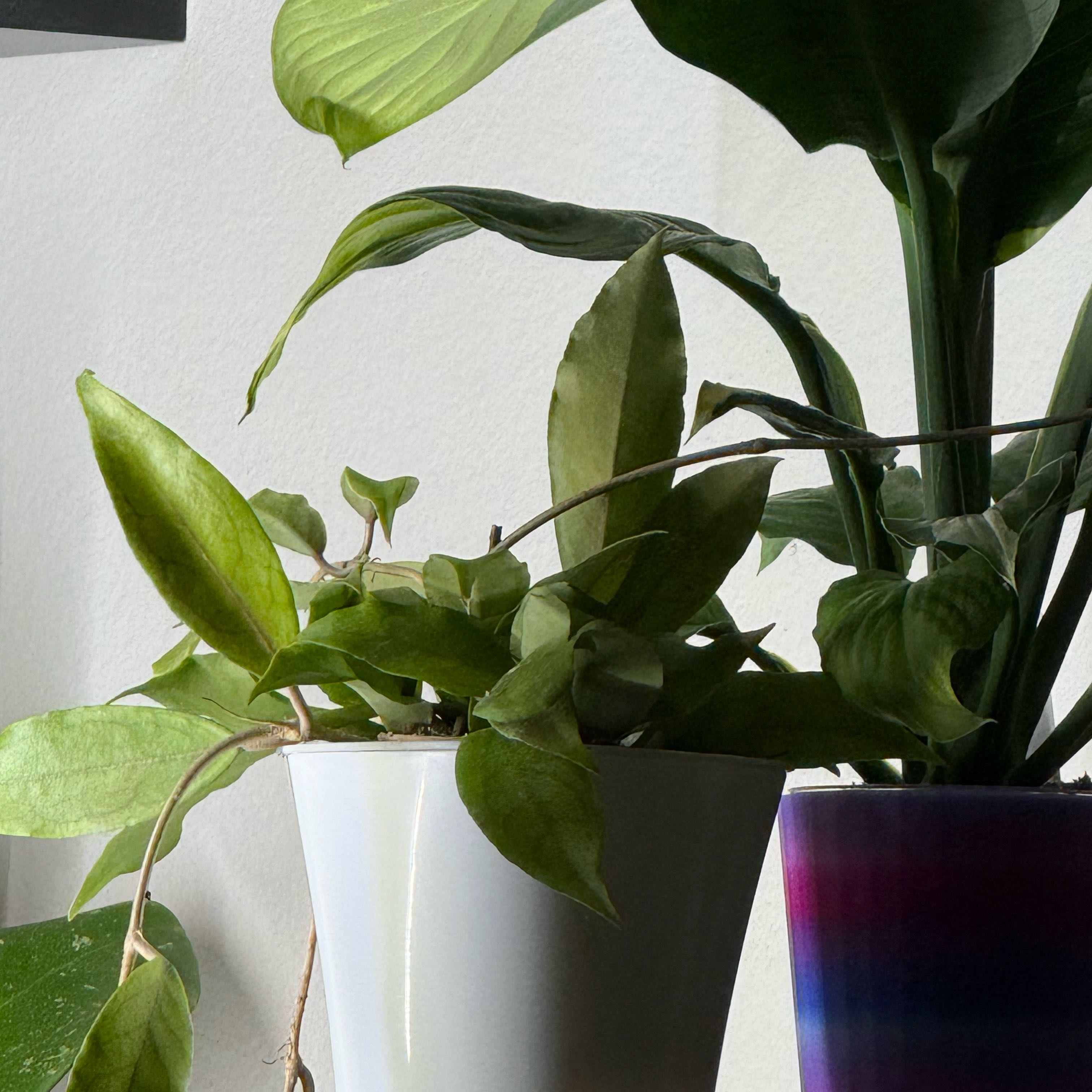 Photo of the plant species Hoya Finlaysonii by @Dawgfreak named H. finlaysonii aff. BP on Greg, the plant care app