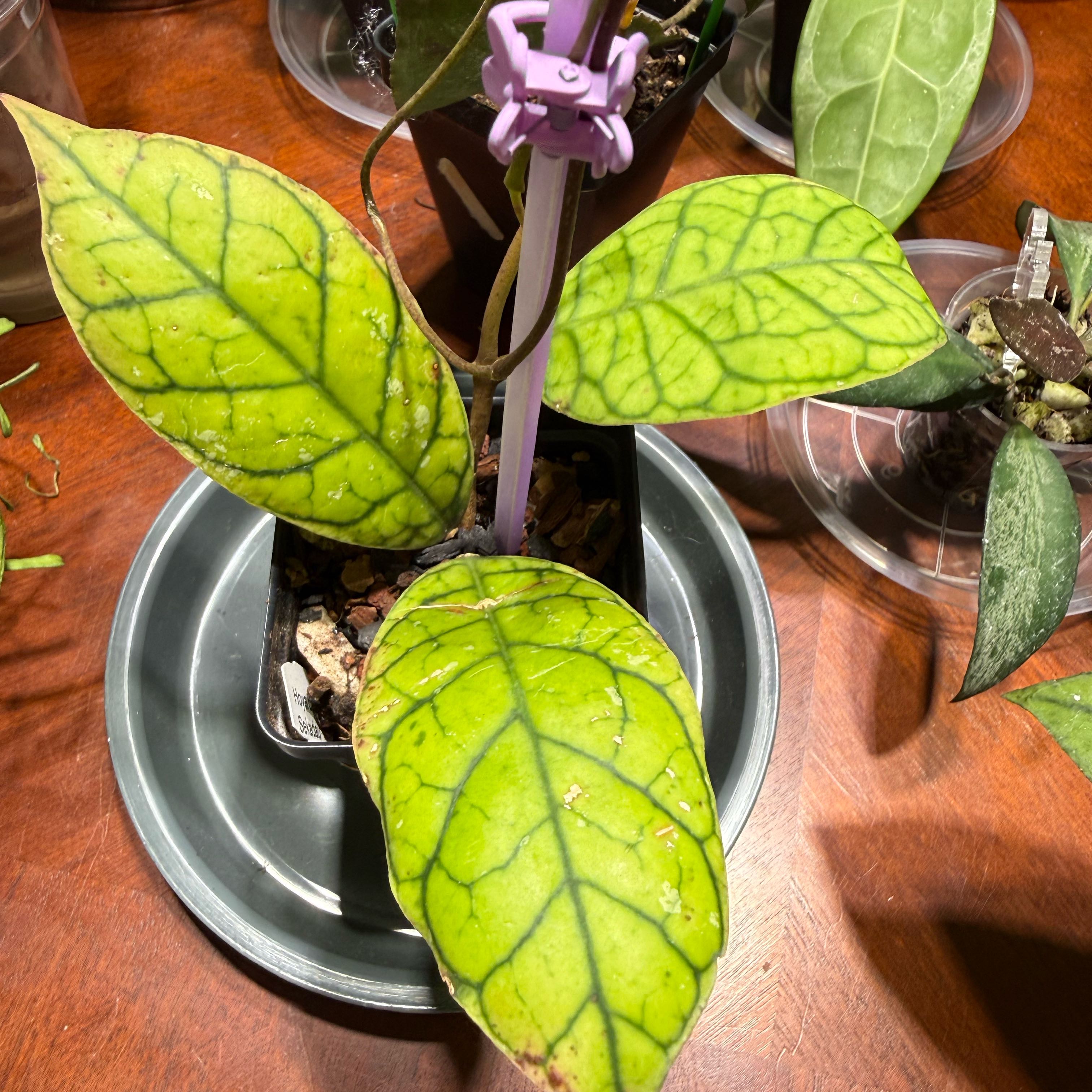 Photo of the plant species Hoya 'Callistophylla' by @Dawgfreak named H. callistophylla Sekadau on Greg, the plant care app