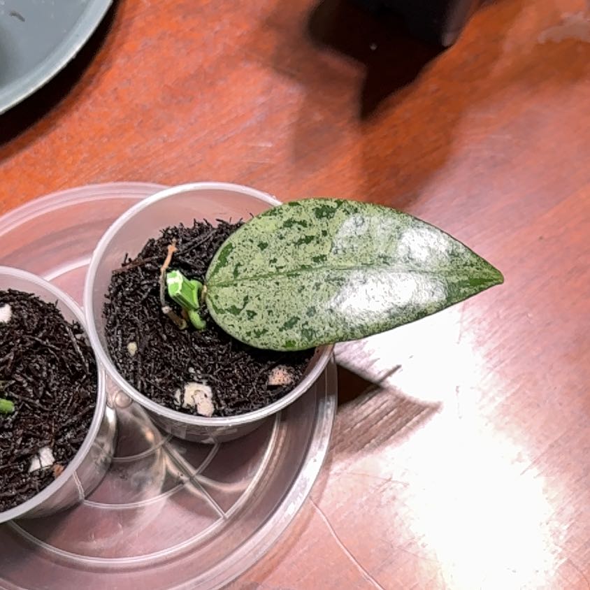 Photo of the plant species Hoya verticillata by @Dawgfreak named H. PMP-171 verticillata splash on Greg, the plant care app