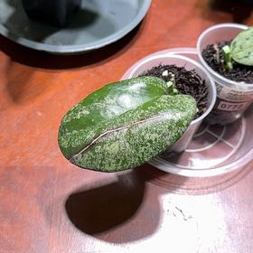 Photo of the plant species Hoya elliptica by @Dawgfreak named H. cv. Elvis on Greg, the plant care app