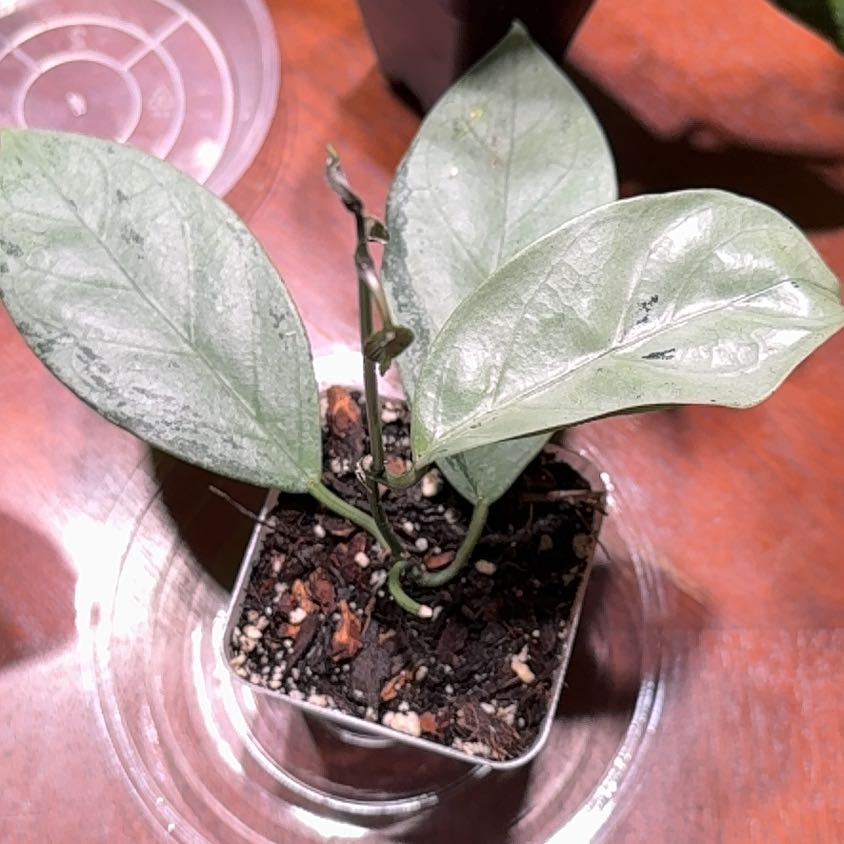 Photo of the plant species Hoya coriacea 'Silver' by @Dawgfreak named H. coriacea silver on Greg, the plant care app