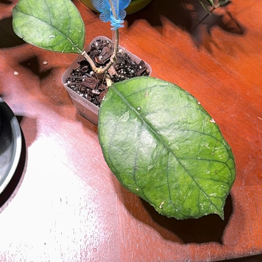 Photo of the plant species Hoya Svetlana by @Dawgfreak named H. svetlana on Greg, the plant care app