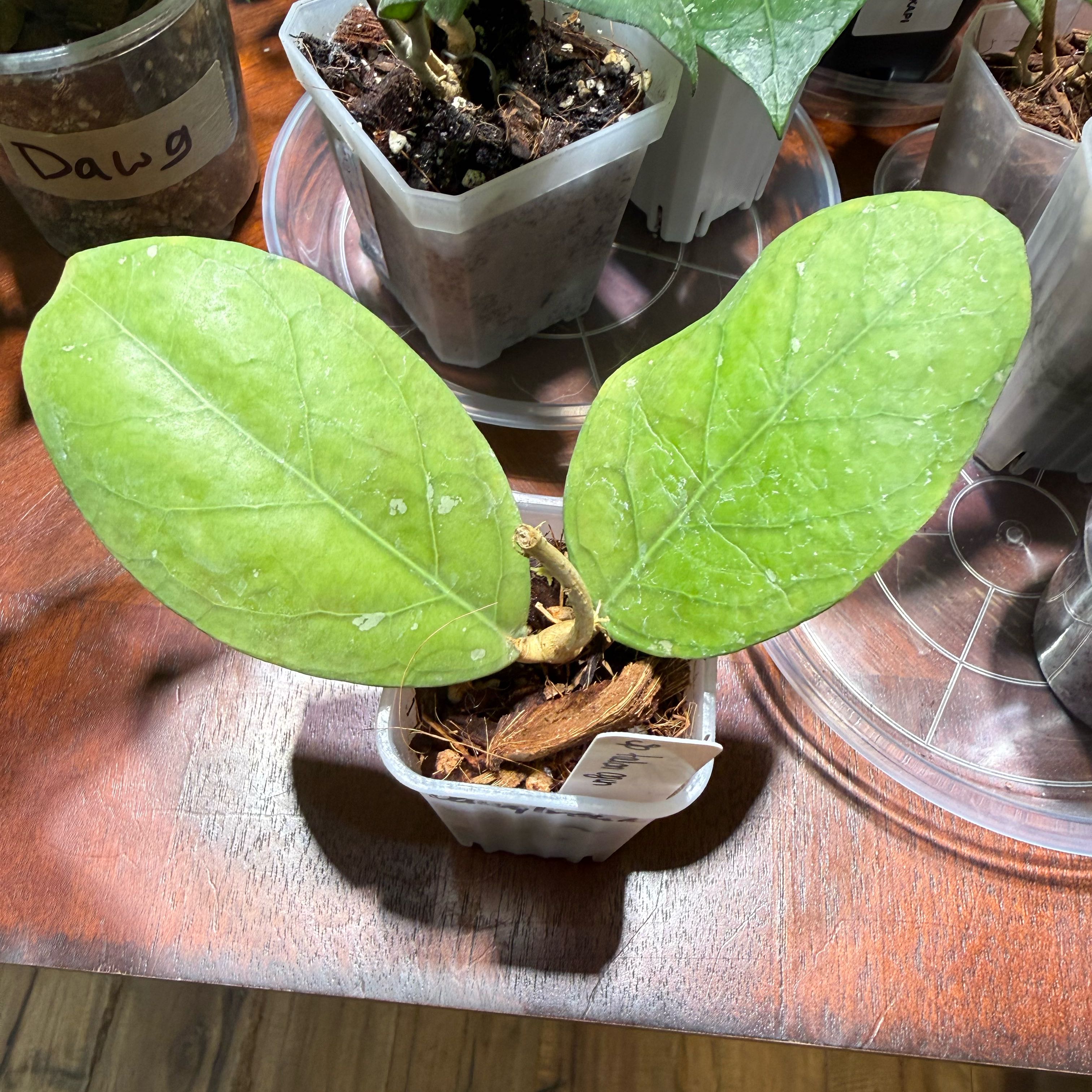 Photo of the plant species Eggplant by @Dawgfreak named H. talon ogun on Greg, the plant care app