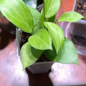 Photo of the plant species Tropical Milkweed by @Dawgfreak named H. GN-06 Little Gem on Greg, the plant care app
