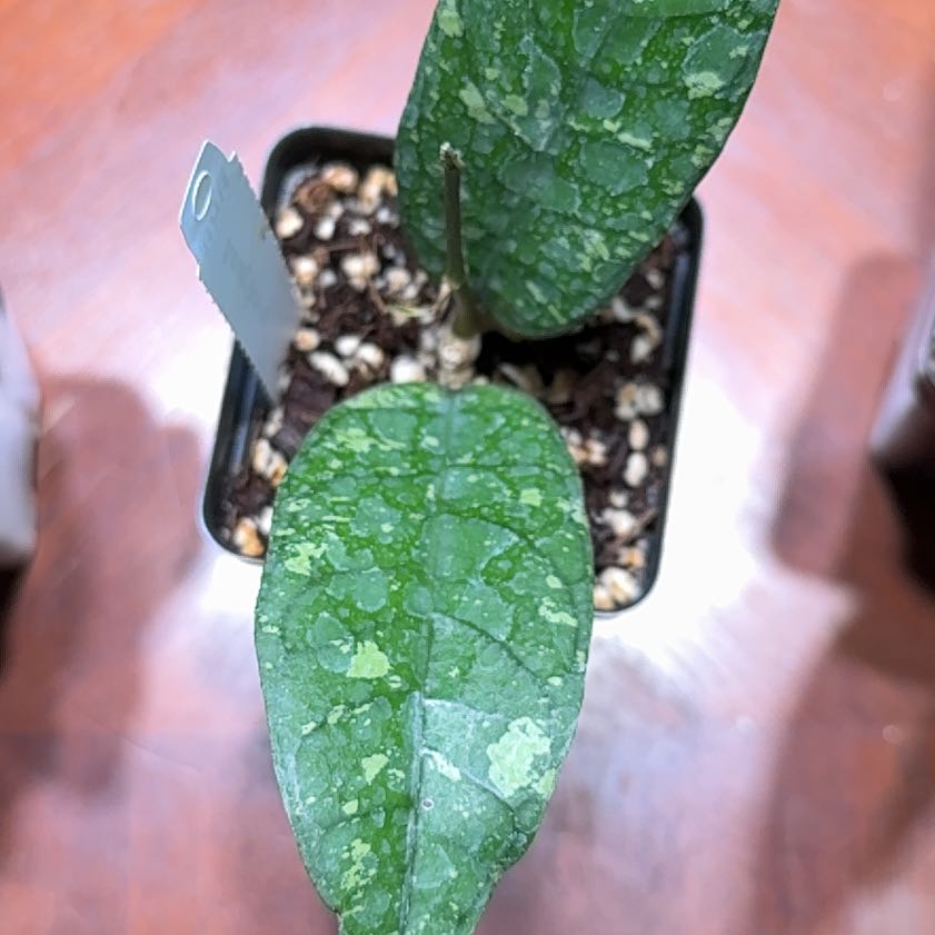 Photo of the plant species Crossvine by @Dawgfreak named H. aceh Tamiang on Greg, the plant care app