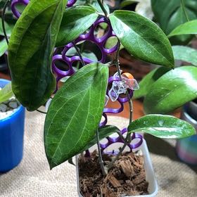 Photo of the plant species Black Swallow-Wort by @Dawgfreak named H. UT-033 on Greg, the plant care app