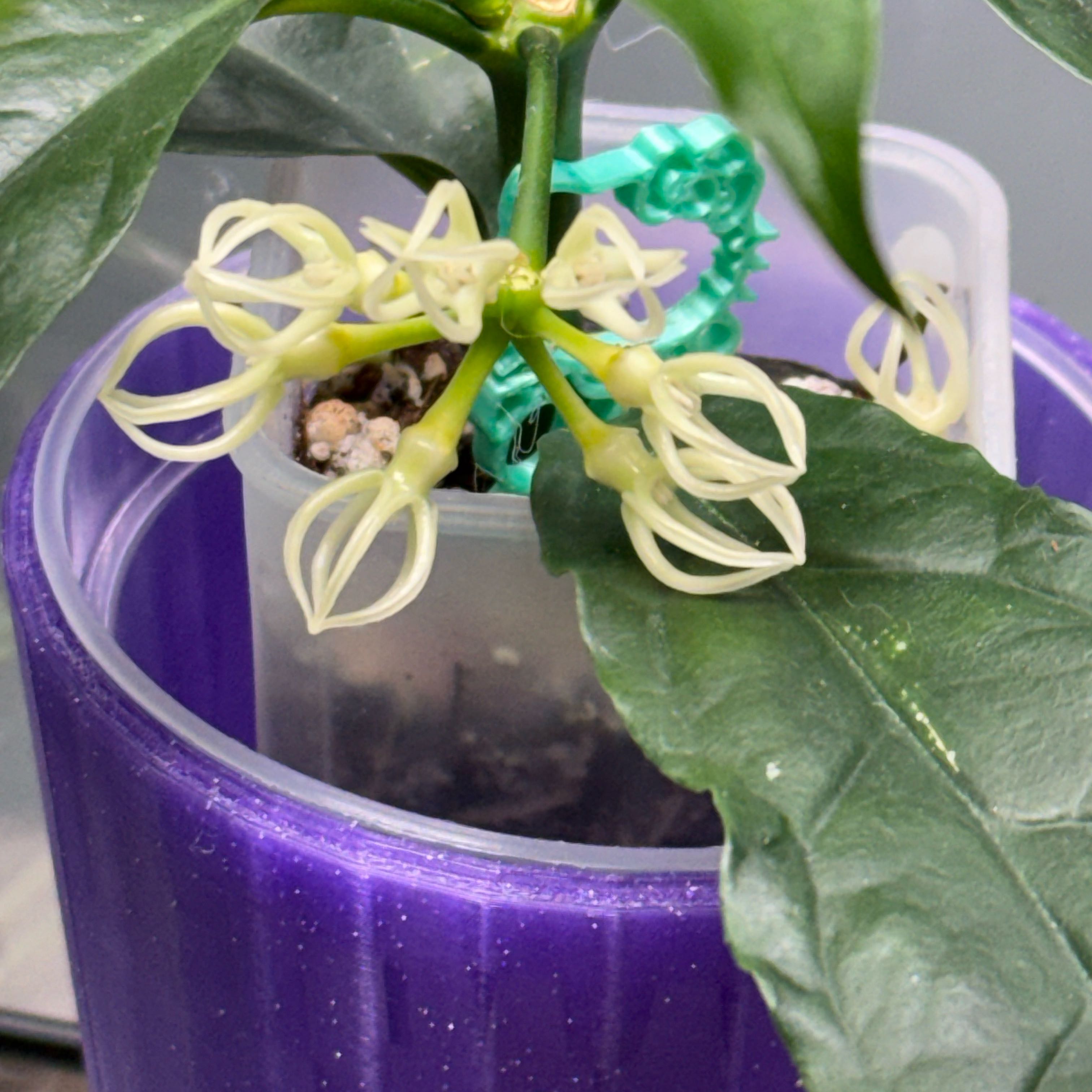 Photo of the plant species Hoya decipulae by @Dawgfreak named Harry on Greg, the plant care app