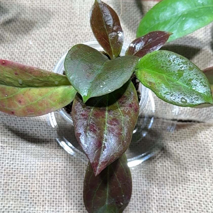Photo of the plant species Eastern Teaberry by @Dawgfreak named H. MB-1218 dossy on Greg, the plant care app