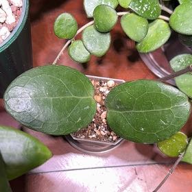 Photo of the plant species Tropical Milkweed by @Dawgfreak named H. GEH-2301 Erica’s Heart on Greg, the plant care app