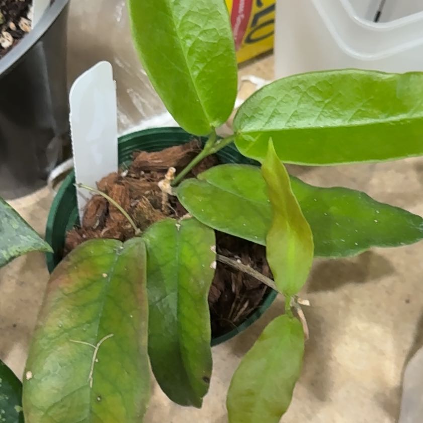 Photo of the plant species Crossvine by @Dawgfreak named Khaleesi on Greg, the plant care app