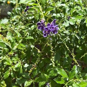 Photo of the plant species Pigeon Berry by @Dawgfreak named Ronaldo on Greg, the plant care app