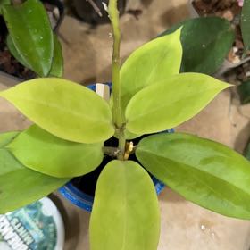 Photo of the plant species Tropical Milkweed by @Dawgfreak named Dax on Greg, the plant care app