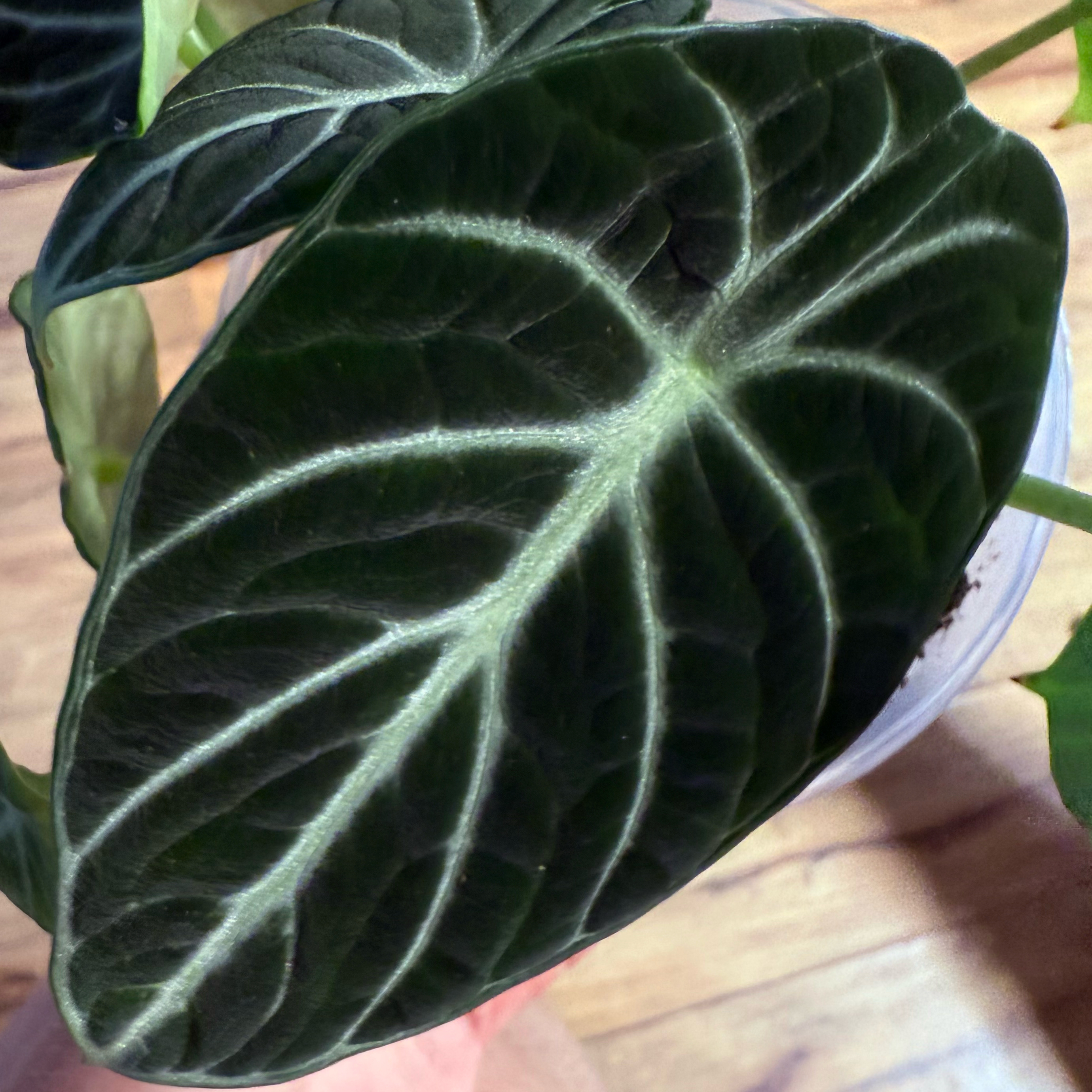 Photo of the plant species alocasia ninja by @Dawgfreak named Remington on Greg, the plant care app
