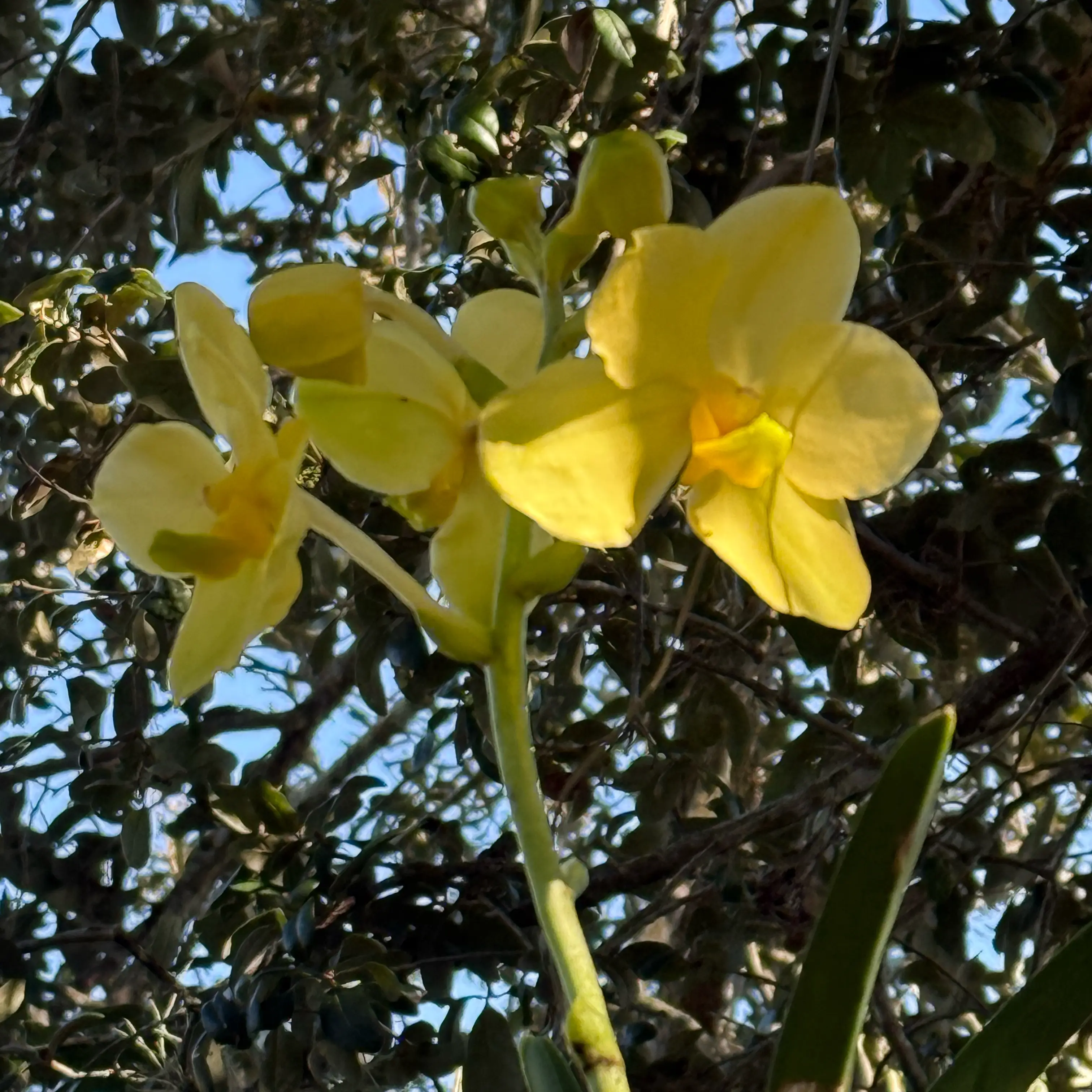 Photo of the plant species Vanda Arunne's Honeymoon by @Dawgfreak named V. Arunne’s Honeymoon on Greg, the plant care app