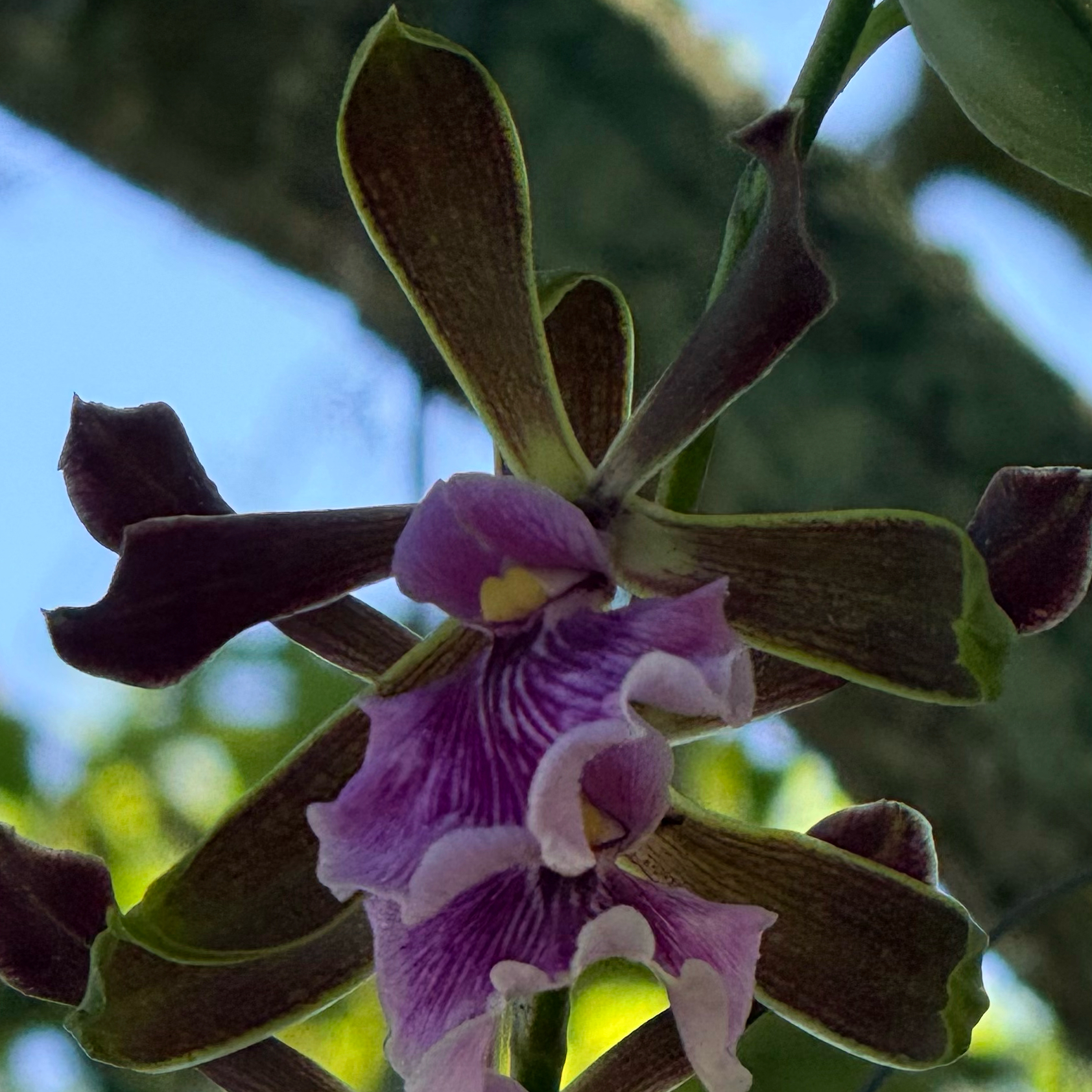 Photo of the plant species Encyclia by @Dawgfreak named Encyclia Jairak Smiley on Greg, the plant care app