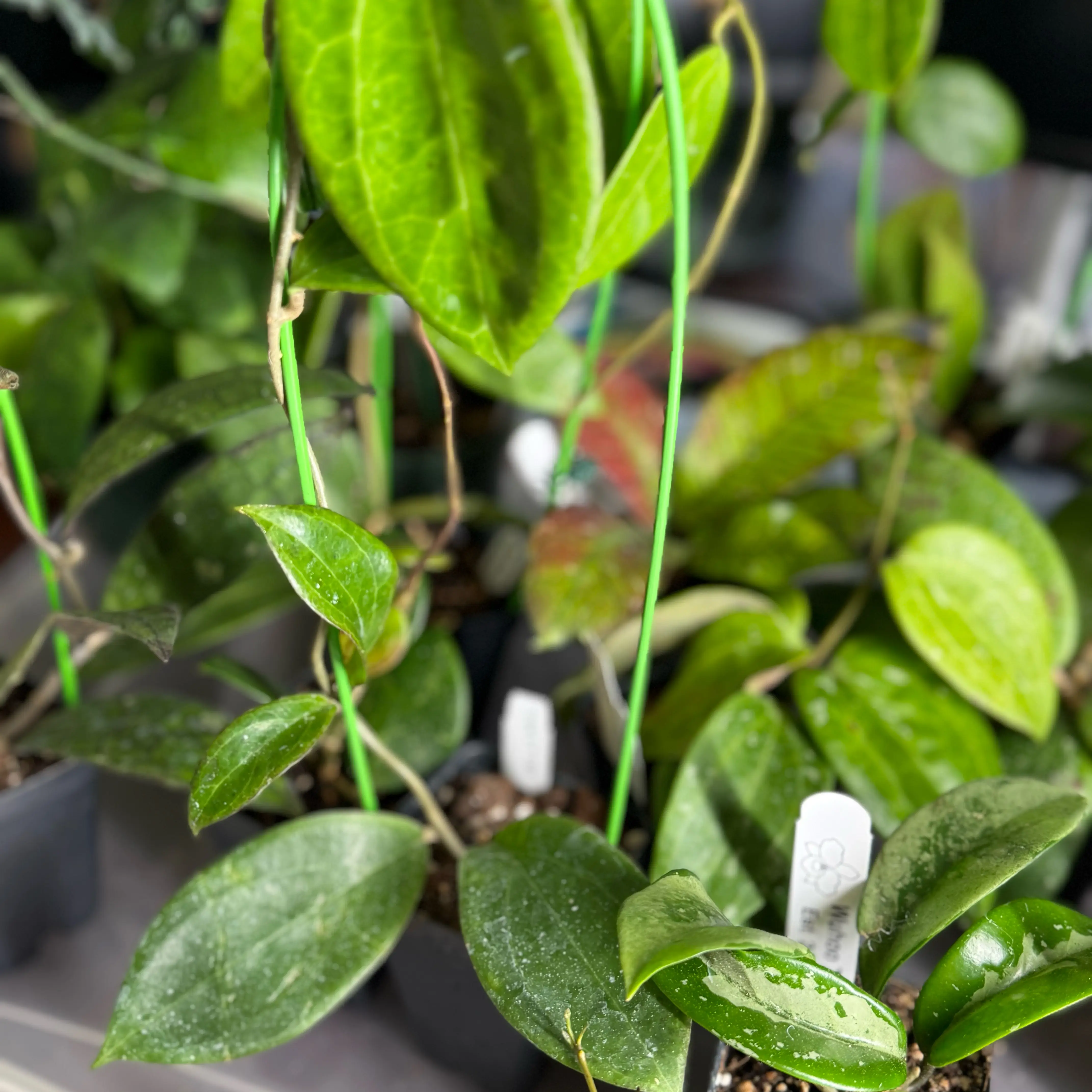 Photo of the plant species Hoya AH-074 by @Dawgfreak named H. ah-741 dragon valley on Greg, the plant care app